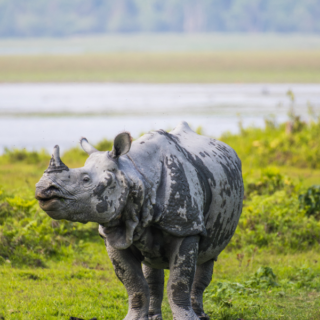 Kaziranga